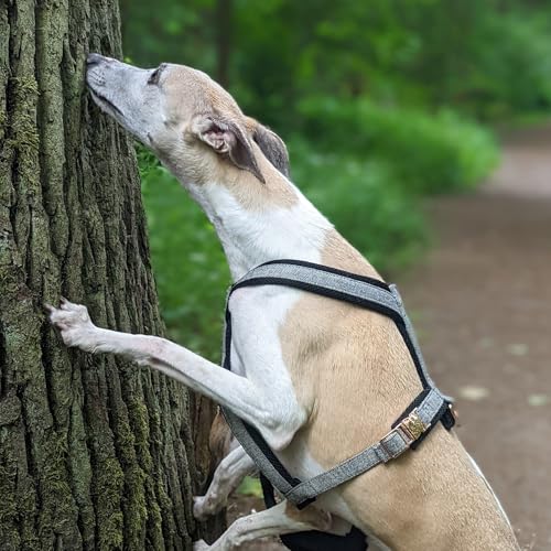 EDEL&SCHNELL Hundegeschirr aus grauem Wolltweed, Geschirr Hund für Dalmatiner, Weimaraner, Ridgeback und andere schlanke Rassen, Hunde Geschirr mittelgroße Hunde Größe S/M mit Leine 2m von EDEL&SCHNELL