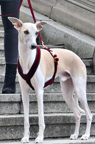 EDEL&SCHNELL Whippet Galgo Greyhound Windhund Hundegeschirr dunkelrot Größe XS Geschirr für kleine Hunde aus Samt von EDEL&SCHNELL