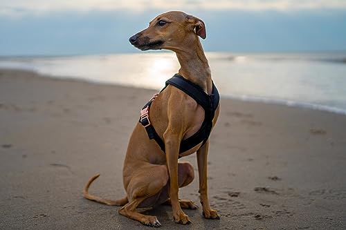 EDEL&SCHNELL Whippet Greyhound Galgo Hundegeschirr kleine Hunde Samt in Schwarz Größe XS Schnallenfarbe Silber Windhund Geschirr verstellbar ohne Leine (Sand, 65 cm) von EDEL&SCHNELL