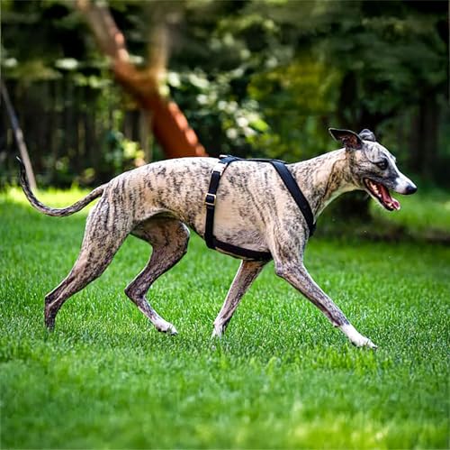 EDEL&SCHNELL Windhundgeschirr schwarz Größe L verstellbares Whippet Geschirr aus bequemen Webband mit Schnallen in Rosegold Hundegeschirr große Hunde von EDEL&SCHNELL