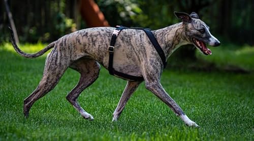 EDEL&SCHNELL Windhundgeschirr schwarz Größe XS verstellbares Whippet Geschirr aus bequemen Webband mit Schnallen in Silber Hundegeschirr kleine Hunde von EDEL&SCHNELL