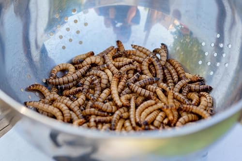 ENTAVA nachhaltige Zophobas lebend in Premium-Qualität, Vogelfutter, Hühnerfutter, Koifutter, Igelfutter, Eichhörnchenfutter, Kükenfutter, ganzjähriges Futter für Wildvögel (50g) von ENTAVA