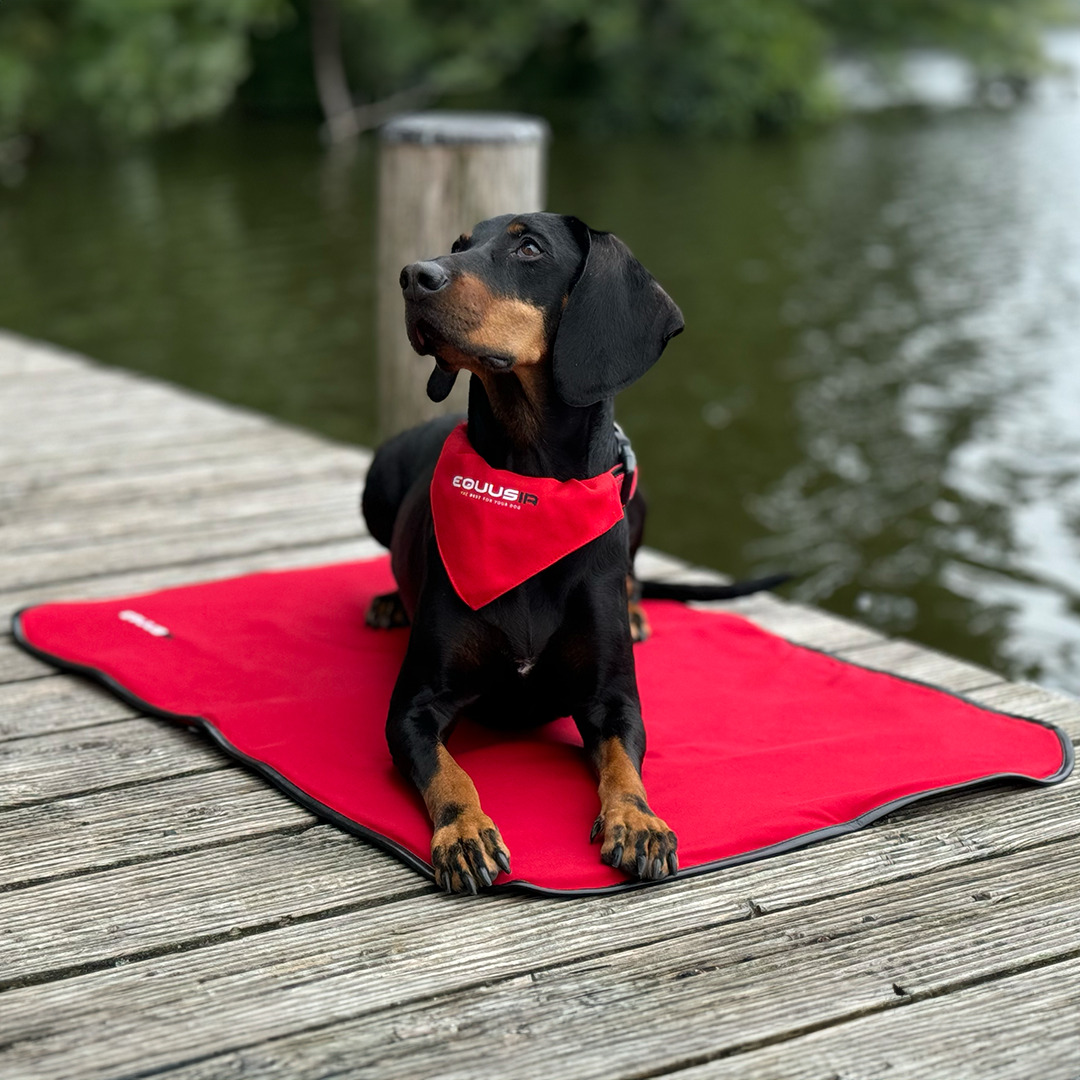 Equusir Bios Hundedecke M 80 x 60 cm, inklusive Steuergerät + Powerbank Equusir Bios Hundedecke M 80 x 60 cm, inklusive Steuergerät + Powerbank von EQUUSIR