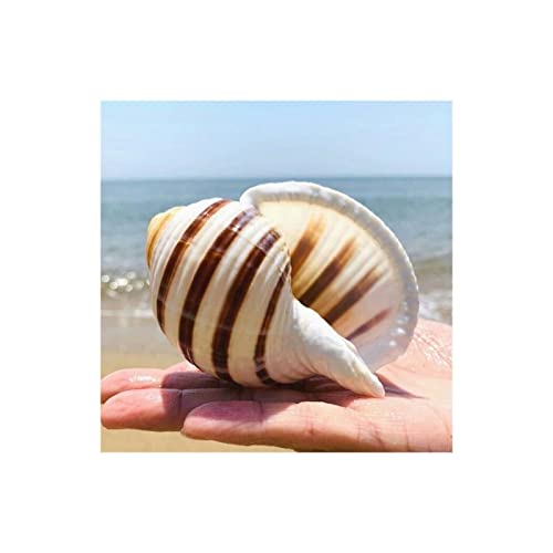 ERBRA 12 Teile/los Natürliche Shell Sea Conch Schnecke Aquarium Aquarium Decore Rolle Schalentiere Zucht Micro-Landschaft Sukkulenten Blumentopf Dekoration Gift (Color : A Light Grey, Size : 10-11cm) von ERBRA