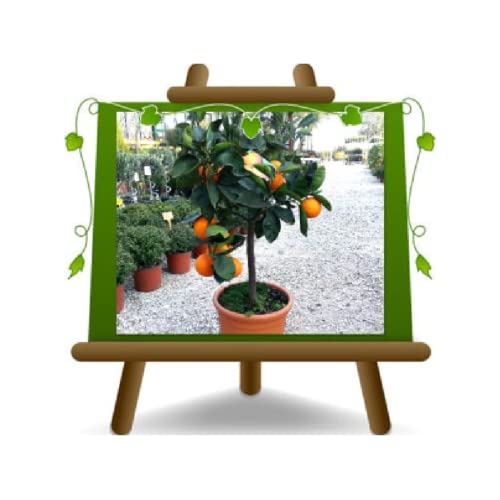 Zitrusorange Tarot Obstbäume Höhe: 90~120 cm Vase: Durchmesser 24/26 cm von EURO PLANTS VIVAI