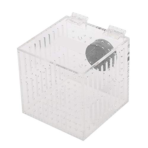 EVTSCAN Fischzuchtbox - Acrylfisch-Isolationsbox Aquarium Hatchery Inkubator mit Saugnäpfen für Babyfische Shrimp Guppy von EVTSCAN