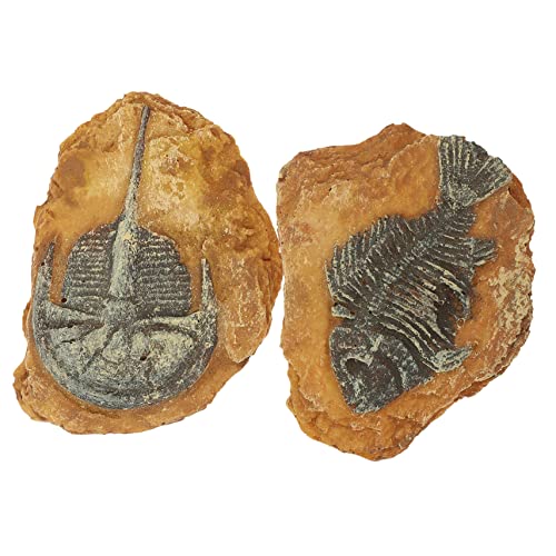 EXAOMBLE 2Stücke Reptilienbox Dekorative Ornamente Kreative Terrarium für Eidechsen und Spinnen Fossilien Designs aus Hochwertigem für Terrarien EXAOMBLE 2Stücke Reptilienbox Dekorative Ornamente Kreative Terrarium für Eidechsen und Spinnen Fossilien Designs aus Hochwertigem für Terrarien von EXAOMBLE