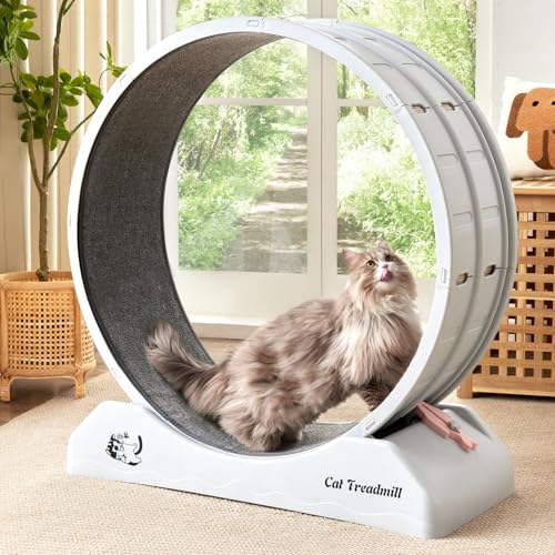 EXQ Home Katzen-Trainingsrad, 31,5 Zoll Katzenlaufband für Indoor-Katzen, Kunststoff-Katzenrad mit geräuschlosem Teppichlaufbahn, Katzenlaufrad für Katzen Fitness & Gesundheit (Grau) von EXQ Home