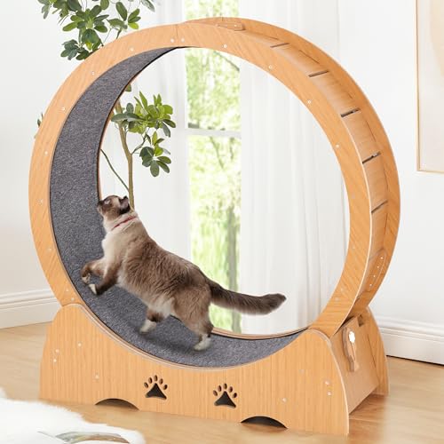 EXQ Home Katzen-Trainingsrad für Indoor-Katzen, Durchmesser 100,1 cm Laufrad mit Feststellmechanismus, stabile geräuschlose Laufbandrolle mit Teppichboden Landebahn, Gewichtsverlustgerät, Sportgeräte von EXQ Home