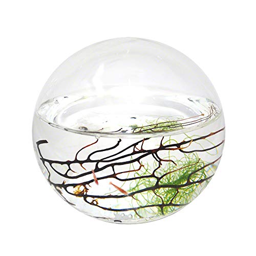 EcoSphere geschlossenes Aquatisches Ökosystem, Kugel 10cm von EcoSphere