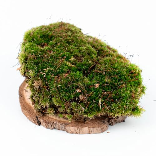 Ecodecs - Natürliches lebendes Moos für Terrarienpflanzen Ökosystem, Natürliche Innenbonsais, Reptilienterrarium, (1/4 schachtel) von Ecodecs