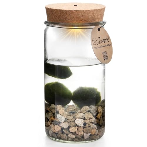 vdvelde.com - Ecoworld Weck Glas - Flaschengarten mit Licht - DREI Mooskugeln Terrarium - Ökosystem im Glas Set mit Zimmerpflanze - Glas: Ø 10,5 cm, Höhe 21 cm von Ecoworld