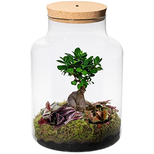 vdvelde.com - Bonsai Biosphere XL - Bonsai und Mini Pflanzen - Glas Ø 22 cm ↥ 33 cm - Mit Licht von Ecoworld
