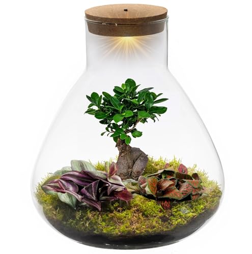 vdvelde.com - Bonsai Piramide XL - Ecoworld Flaschengarten Bonsai und Mini Pflanzen im Glas - Pflanzen Terrarium Glas Ø 30 cm ↥ 32 cm - Mini Ökosystem mit Licht von Ecoworld