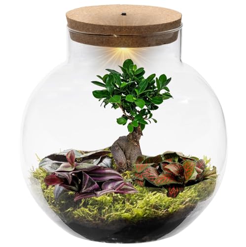 vdvelde.com - Bonsai Terrarium Biodome - Bonsai und Mini Pflanzen - Glas Ø 25 cm ↥ 28 cm - Mit Licht von Ecoworld