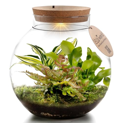 vdvelde.com - Ecoworld Jungle Biodome - Biotop im Glas - Ökosystem mit Licht Flaschengarten - 3 Farn Pflanze im Glas - Pflanzenterrarium Glas - Ø 25 cm, Höhe 25 cm - Grünpflanzen aus eigener Gärtnerei von Ecoworld