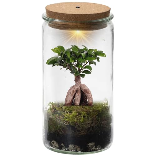 vdvelde.com - Mini Bonsai Weck Glas - Bonsai - Ø 11 cm ↥ 21 cm - Mit Licht von vdvelde.com