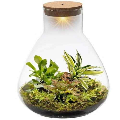 vdvelde.com - Jungle Piramide - Ecoworld Flaschengarten mit Farne Pflanze im Glas - Pflanzen Terrarium Glas Ø 23 cm ↥ 27 cm - Mini Ökosystem mit Licht von Ecoworld