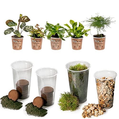 vdvelde.com - Jungle Terrarium Pflanzen Set - 5 Pflanzen - 5 Farne - Komplettes DIY-Set - Ohne Glas von vdvelde.com