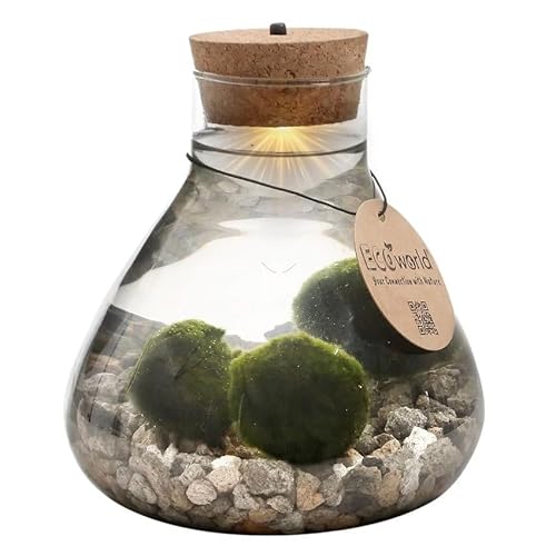 vdvelde.com - Lucky Marimo - Ecoworld Flaschengarten mit Mooskugeln im Glas - Pflanzen Terrarium Glas Ø 17 cm ↥ 20 cm - Mini Ökosystem mit Licht von vdvelde.com