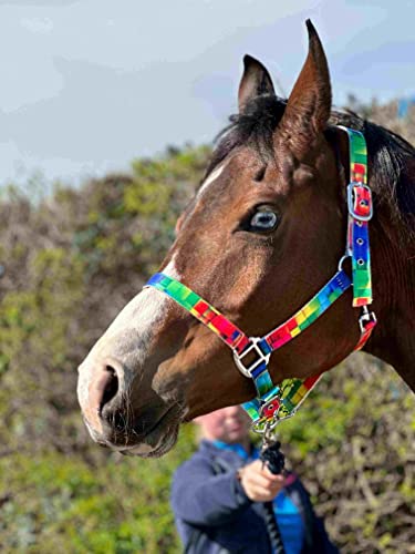 Equipride Halfter in Regenbogenfarben, mit passendem Führungsseil, Chrombeschläge, Größe Full bis Mini Shetland (Shetland) von Equipride