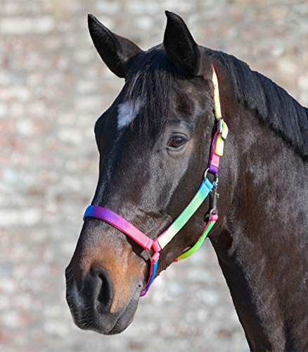 Equipride Regenbogen-Halfter mit passendem Zugseil von Equipride