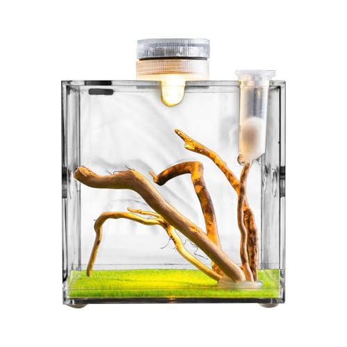 Eventerde Springspinnen Gehege, Acryl Vogelspinnen Gehege, Springspinne Wohnraum, Spinnen Terrarium Kit, Spinnenkäfig, Käfer Terrarium, Insektenterrarium, Springspinne Habitat Gehege Zubehör von Eventerde