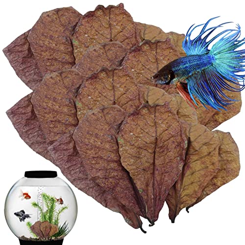 Betta Garnelenblätter, 16 - 24,9 cm, natürliche Garnelenblätter, Aquarium, pH-Balance, Wasseraufbereiter für Aquarium, Mandelblätter für Betta-Fische, Süßwassergarnelen und Tropen von EviKoo