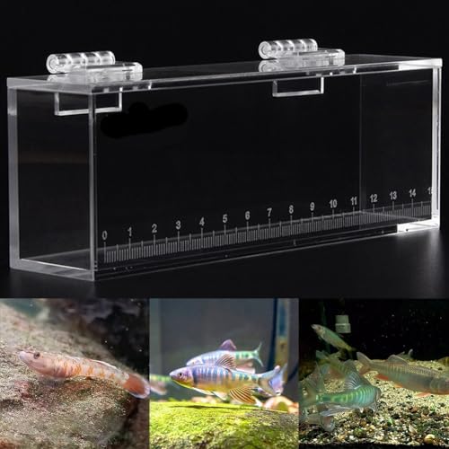 Aquarium für bitterliche Grundeln, hochklare Acrylbox mit Skala, für Bachangeln im Freien, transparente Sichtbox für Fischbeobachtung (klein) von FACAIIO