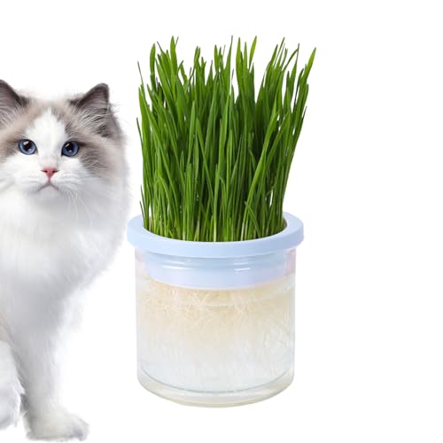 Katzengras-Pflanzgefäß für Indoor-Katzen, transparenter Hydrokultur-Katzengrasbecher – Haustier-Zubehör, Keimschale, einfach zu züchten, für Innen- oder Außenkatzen, verhindert Haarbälle und von FASSME