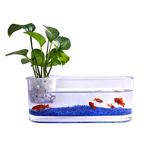 Kleiner Tank Aquarium, tragbare Fischschale Tank, Kreatives Glas Transparentes Glas Aquarium Hydrokultur Vase Büro Desktop Dekoration Kleines Aquarium Wasserpflanzenbehälter Aquariumbehälter von FFENFRYOU