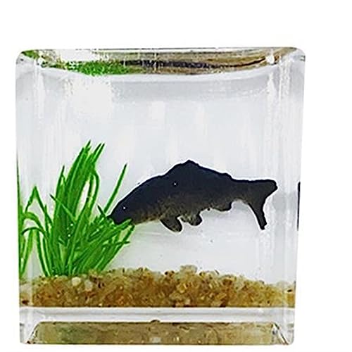 Kleiner Tank Aquarium, tragbare Fischschale Tank, Tankmodelle, lebensechte kleine Aquarien, Desktop-Aquarien, Hausdekoration von FFENFRYOU