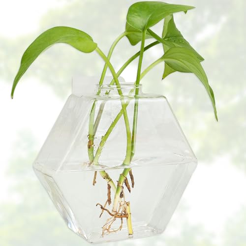 FOWSRHRG 1 x Anzuchtstation mit Klebehaken, Reagenzglas-Anzuchtstation, Wandbehang, transparent, keine Nägel, Mini-Anzuchtstation, Blumenpflanze, Terrarium, Pflanzenliebhaber, Geschenk von FOWSRHRG