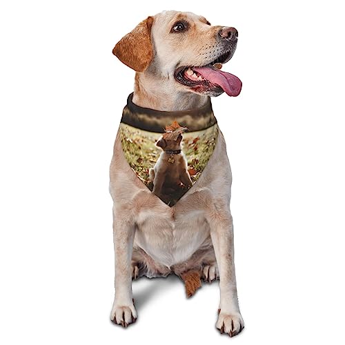 Hund im Hof Hund Bandana Niedlich Weich Waschbar Hund Schal Sommer Verstellbare Katze Halstuch Lätzchen Haustier Dreieckstuch von FURLOU