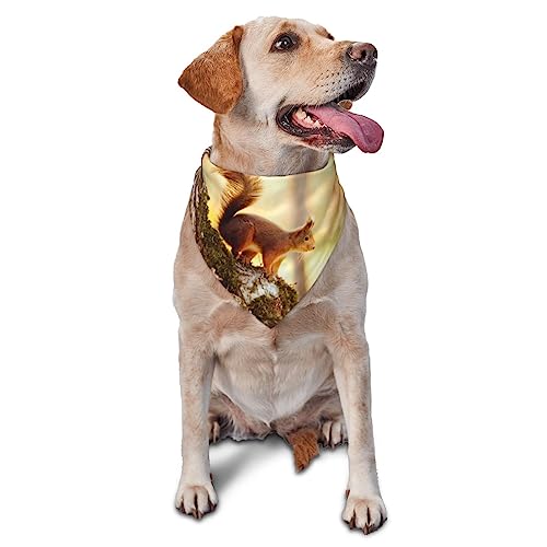 Lustiges Eichhörnchen Hund Bandana Niedlich Weich Waschbar Hund Schal Sommer Verstellbare Katze Halstuch Lätzchen Haustier Dreieckstuch von FURLOU