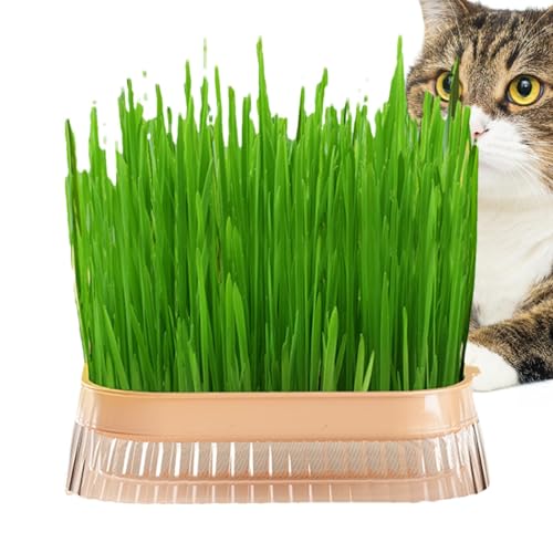 Katzengras-Pflanzkasten, Katzengras-Pflanzgefäß | Katzengrasbox für den Haushalt | Katzensnack, Katzen-Minze-Pflanz-Hydrokultur-Box, Katzengras-Topf, Hydrokultur-Katzengras-Box, Katzengras-Pflanzschal von Facynde