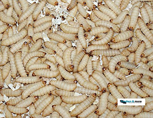 0,5kg Bienenmaden, Wachsmaden Angelköder Futtertiere **MEGADEAL** lebend & frisch von Feeders & more