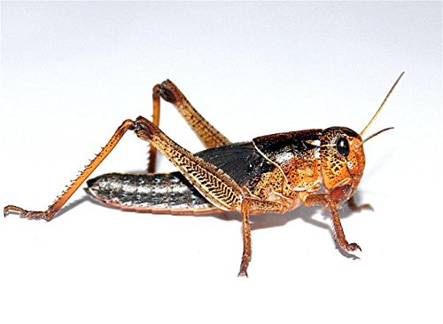Heuschrecken große, Adulte 300 Stück Wanderheuschrecken Futterinsekten Reptilienfutter von Feeders & more