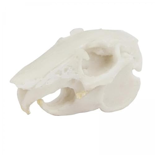 Fenteer 2X Halloween Tier Schädel Modell Harz Skeleton Requisiten, Cave Figurine Landschaft Dekoration Ornament für Aquarium Tanks von Fenteer