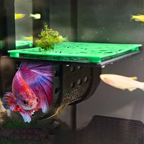 Betta Fischtunnel, Betta Ledge Aquarium Versteck Höhle Aquarium Dekoration von Fgnaic