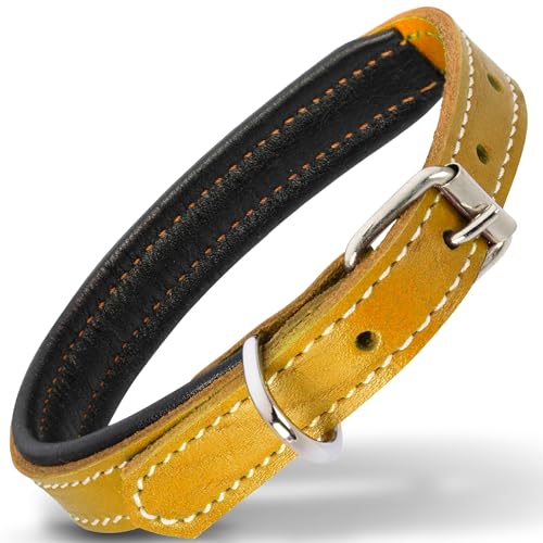 Filbert Hundehalsband aus Leder, Echtlederhalsband für kleine Hunde, Premium, luxuriös, gepolstert, stark, verstellbar, für alle Rassen, schwere Metallschnalle, ultra-langlebig, Gelb von Filbert