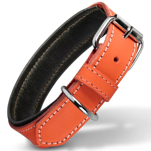 Filbert Hundehalsband aus Leder, Echtlederhalsband für große Hunde, Premium, luxuriös, gepolstert, stark, verstellbar, für alle Rassen, schwere Metallschnalle, ultra-langlebig, Orange von Filbert