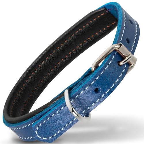 Filbert Hundehalsband aus Leder, Echtlederhalsband für kleine Hunde, Premium, luxuriös, gepolstert, stark, verstellbar, für alle Rassen, schwere Metallschnalle, ultra-langlebig, Blau von Filbert