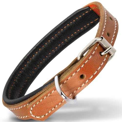 Filbert Hundehalsband aus Leder, Echtlederhalsband für kleine Hunde, Premium, luxuriös, gepolstert, stark, verstellbar, für alle Rassen, schwere Metallschnalle, ultra-langlebig, Orange von Filbert