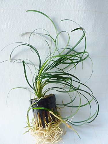 Mondo Grass - Ophiopogon japonicus von Fish Around