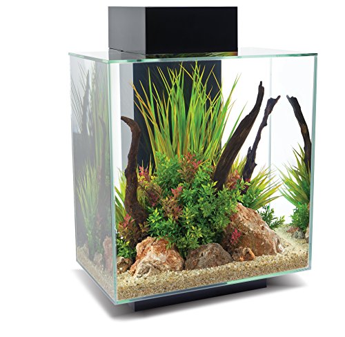 Fluval Edge 2.0 Aquarium, 46L, schwarz, 1 Stück (1er Pack) von Fluval