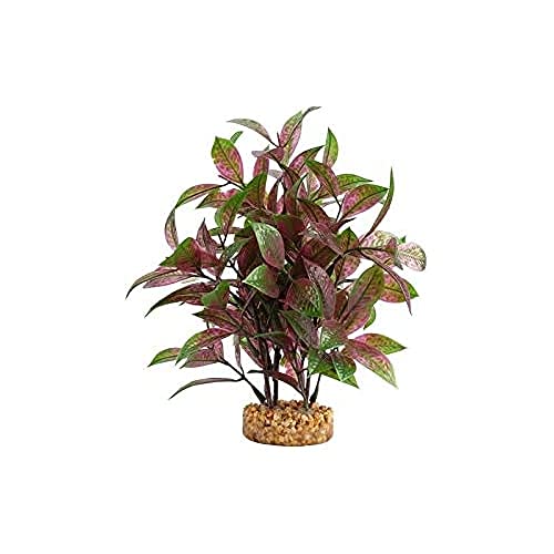 Fluval Plant Ludwigia Rot, 20 cm, 200 g von Fluval