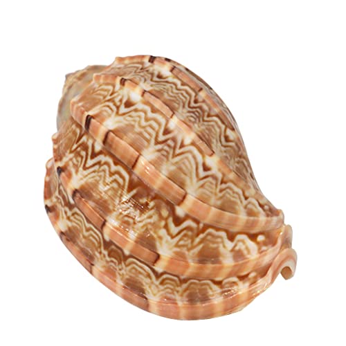 Fluxioxtna 2 8 "-3.9" Naturalbusche Harfenschalen Große Muscheln Für Strand Themen Party Wohnheimdekorationen Fish Für Panzer Orna Fluxioxtna 2 8 "-3.9" Naturalbusche Harfenschalen Große Muscheln Für Strand Themen Party Wohnheimdekorationen Fish Für Panzer Orna von Fluxioxtna