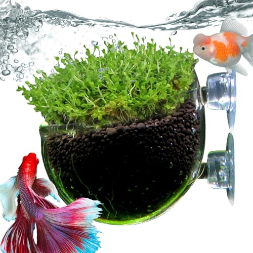 FmtwPhn Aquarium-Pflanzenhalter, Wasserpflanzentopf,Wasserpflanzenbecher, Glas-Aquarium-Pflanzgefäß, Wasserpflanzenbecher - Glatter, klarer Blumentopf, roter Wurm-Futterspender mit Saugnapf für von FmtwPhn