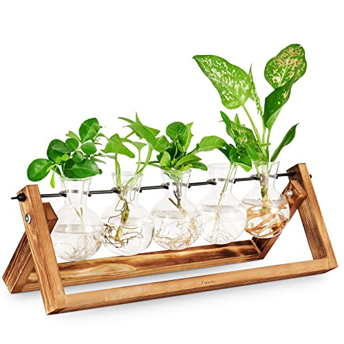 Foosibo Anzuchtstationen, Luftpflanze Terrarium Zwiebelvase mit Holzständer, Pflanzenanzuchtstation für Innenhydrokulturpflanzen für Home Office Garten, Geschenk für Pflanzgefäßliebhaber (5 Zwiebeln) von Foosibo